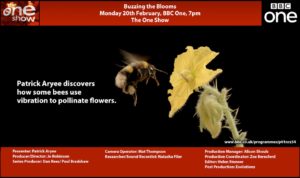 buzz pollination BBC