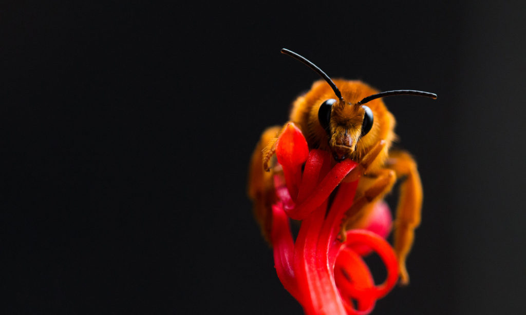 Buzz pollination – Vallejo-Marin Lab