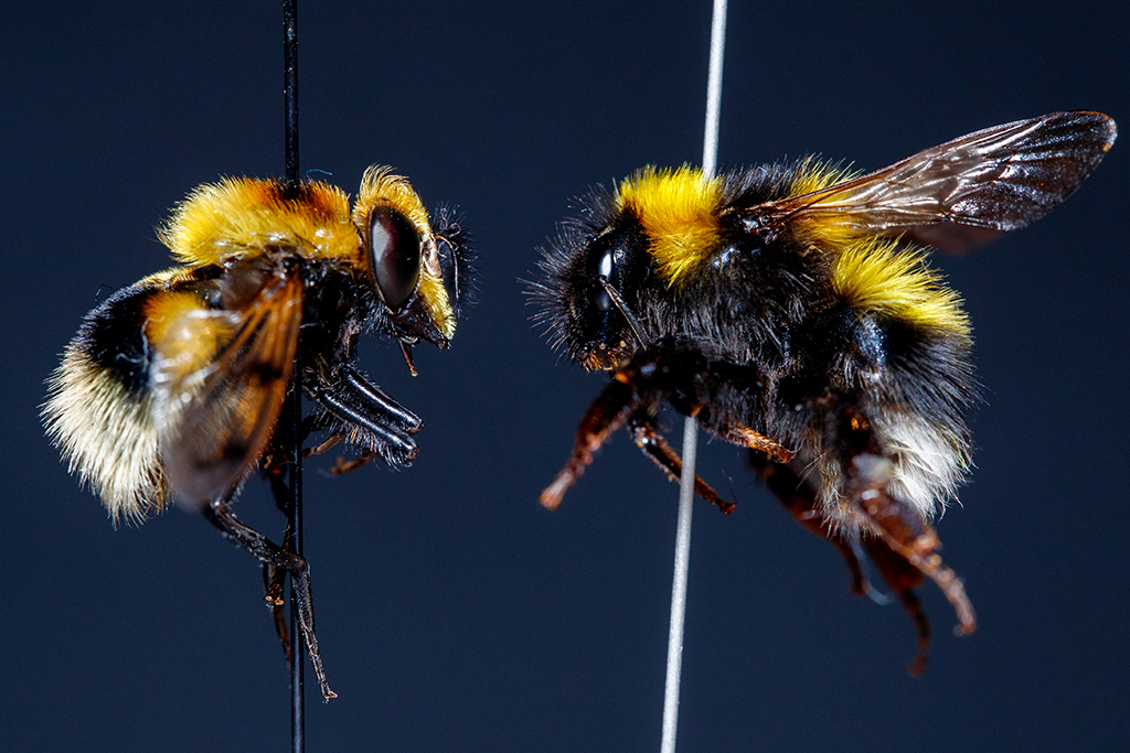 Fly vs Bee