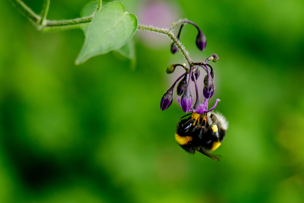 Buzz pollination. Bumblebee buzz pollinating a Solanum dulcamara flower