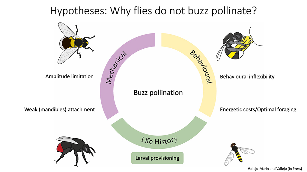 Hypotheses for why flies do not buzz pollinate